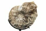 Cretaceous Ammonite (Mammites) Fossil with Metal Stand - Morocco #217413-1
